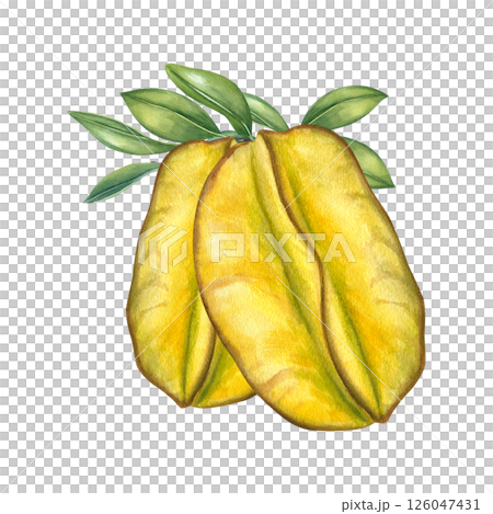 Two ripe yellow green carambolas on a branch with leaves watercolor illustration isolated background. Tropical starfruit for food packaging, healthy juice labels, restaurant menus, and culinary book Two ripe yellow green carambolas on a branch with leaves watercolor illustration isolated background. Tropical starfruit for food packaging, healthy juice labels, restaurant menus, and culinary book 126047431