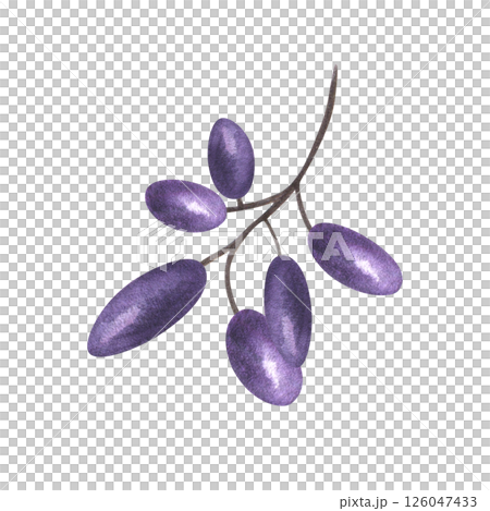 Branch with purple black oblong berries watercolor illustration isolated background. Hand painted barberry, honeysuckle, acai for healthy food packaging, antioxidant juice labels, botanical designs. Branch with purple black oblong berries watercolor illustration isolated background. Hand painted barberry, honeysuckle, acai for healthy food packaging, antioxidant juice labels, botanical designs. 126047433