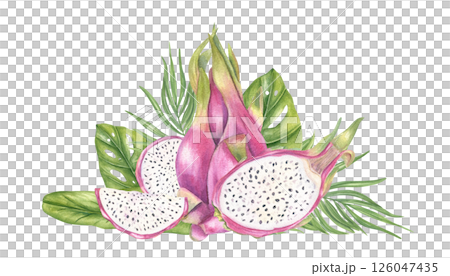 Pink dragon fruits and juicy slices, monstera, palm leaves watercolor illustration isolated background. Exotic sweet pitahaya composition for tropical product packaging, juice label Pink dragon fruits and juicy slices, monstera, palm leaves watercolor illustration isolated background. Exotic sweet pitahaya composition for tropical product packaging, juice label 126047435