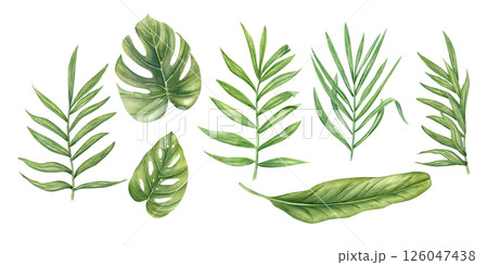 Watercolor set of tropical leaves isolated background. Monstera, philodendron, palm, and banana foliage clip art illustration for botanical branding, jungle-themed decor, spa menus Watercolor set of tropical leaves isolated background. Monstera, philodendron, palm, and banana foliage clip art illustration for botanical branding, jungle-themed decor, spa menus 126047438