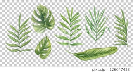 Watercolor set of tropical leaves isolated background. Monstera, philodendron, palm, and banana foliage clip art illustration for botanical branding, jungle-themed decor, spa menus Watercolor set of tropical leaves isolated background. Monstera, philodendron, palm, and banana foliage clip art illustration for botanical branding, jungle-themed decor, spa menus 126047438