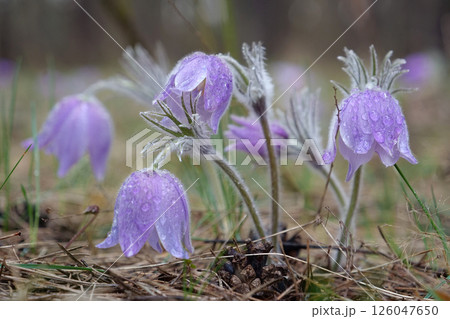 Wild purple flowers in forest 126047650