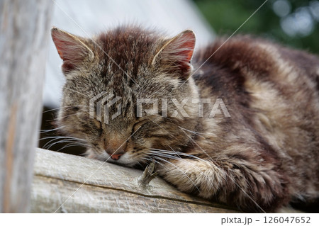 Cat sits on fence and sleep 126047652