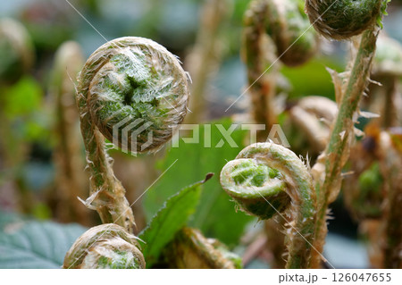 Young fern sprouts in the forest 126047655