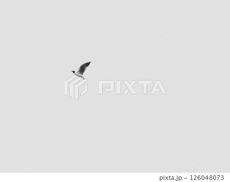 A solitary bird glides gracefully in flight against a beautifully muted sky backdrop 126048073