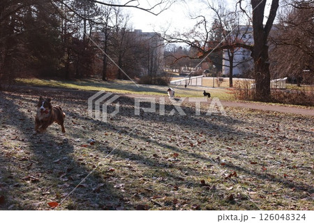 A dog is running in a park with a few other dogs A dog is running in a park with a few other dogs 126048324