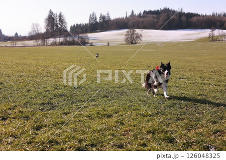 A dog is running in a field with a red collar A dog is running in a field with a red collar 126048325