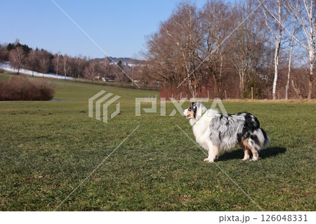 A dog is standing in a grassy field 126048331