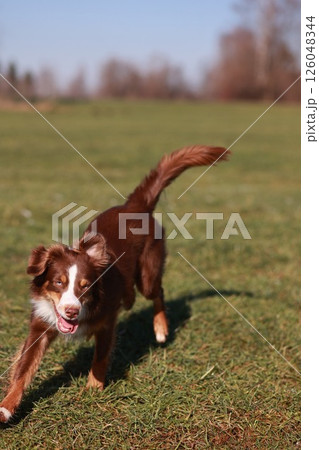 Miniature Australian Shepherd dog in red-tri color is running in a field 126048344
