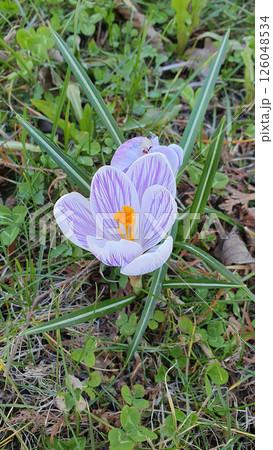 Closeup of early blooming springtime flower - white and purple striped blooms of Crocus vernus or Spring crocus or Saffron flowering among spring grass. Beautiful natural background, vertical shot. Closeup of early blooming springtime flower - white and purple striped blooms of Crocus vernus or Spring crocus or Saffron flowering among spring grass. Beautiful natural background, vertical shot. 126048534