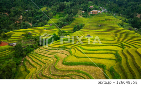 Aerial view of Yellow rice terraces on the high mountain 126048558