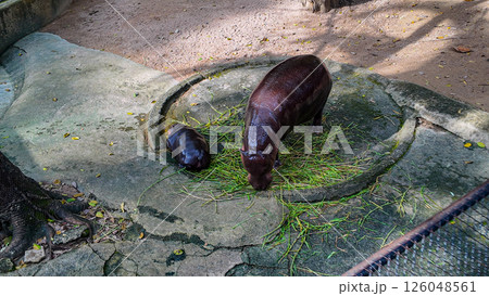 Moo Deng cute baby hippo always Sleeping 126048561
