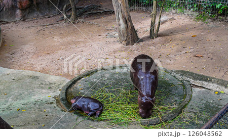 Moo Deng cute baby hippo always Sleeping Moo Deng cute baby hippo always Sleeping 126048562