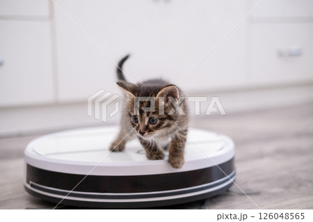 Little kitten rides on a vacuum cleaner Little kitten rides on a vacuum cleaner 126048565