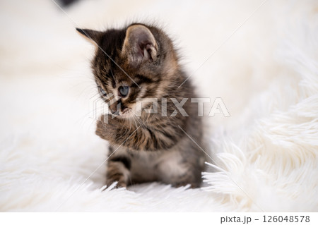 Cute kitten playing on a white blanket 126048578