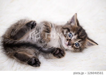 Cute kitten playing on a white blanket Cute kitten playing on a white blanket 126048581