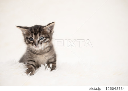 Cute kitten playing on a white blanket Cute kitten playing on a white blanket 126048584