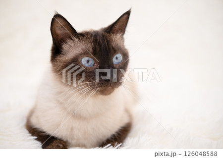 Cute kitten playing on a white blanket Cute kitten playing on a white blanket 126048588