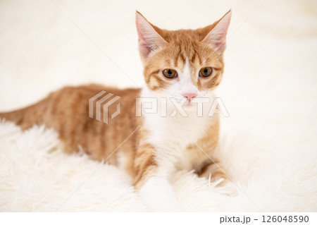 Cute kitten playing on a white blanket Cute kitten playing on a white blanket 126048590