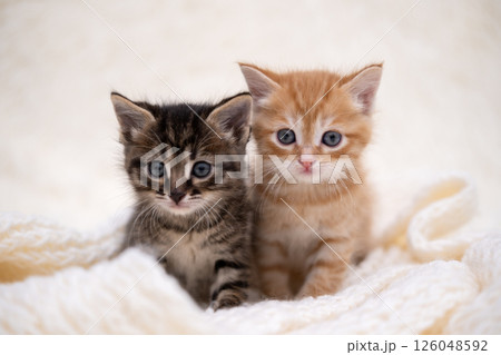 Cute kitten playing on a white blanket 126048592