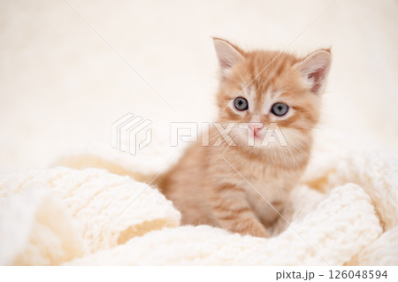 Cute kitten playing on a white blanket 126048594