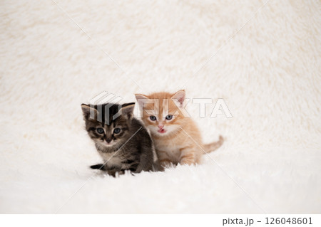 Cute kitten playing on a white blanket Cute kitten playing on a white blanket 126048601