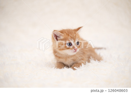 Cute kitten playing on a white blanket 126048603