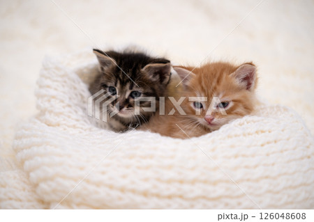 Cute kitten playing on a white blanket 126048608