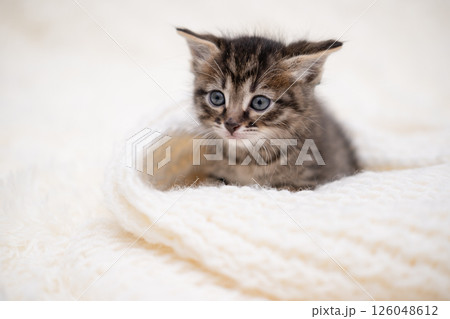 Cute kitten playing on a white blanket 126048612