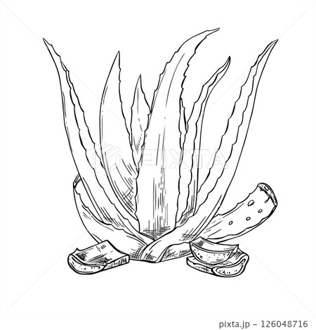 Aloe vera plant with cutting leaves and dripping juice monochrome vector illustration painted by black inks. Skincare remedy for natural cosmetics packaging, spa products, herbal medicine labels. Aloe vera plant with cutting leaves and dripping juice monochrome vector illustration painted by black inks. Skincare remedy for natural cosmetics packaging, spa products, herbal medicine labels. 126048716