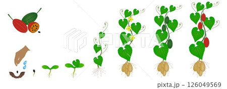 Cycle of growth of a tladianta dubious plant isolated on a white background. Cycle of growth of a tladianta dubious plant isolated on a white background. 126049569