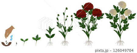 Cycle of growth of burgundy chrysanthemums flowers isolated on a white background. Cycle of growth of burgundy chrysanthemums flowers isolated on a white background. 126049704