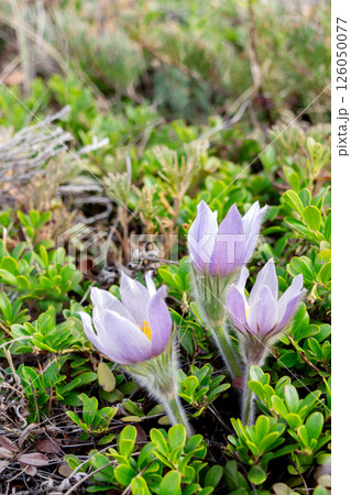 Pulsatilla patens grows among bearberry branches in the wilderness. Pulsatilla patens grows among bearberry branches in the wilderness. 126050077