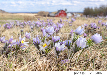 Purple Pulsatilla patens flowers grow in the field in spring. 126050078