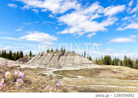 Landscape with hills in badlands in spring time and blooming crocuses. 126050082