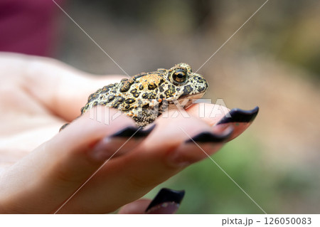 Woman's hand is holding little Canadian toad in summer woods. 126050083