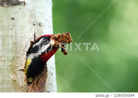 Bright woodpecker's head peaking out from hole in a tree trunk Bright woodpecker's head peaking out from hole in a tree trunk 126050094