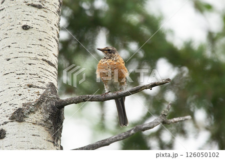 Juvenile American robin is on the branch of poplar tree in summer. 126050102