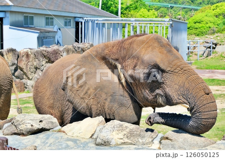 アフリカゾウ アフリカゾウ 126050125