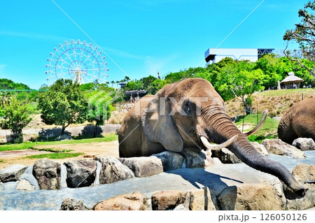 アフリカゾウ 126050126