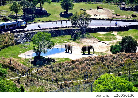 サファリパークの風景 126050130