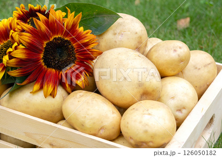 Yellow potatoes and red sunflowers in a wooden crate on the lawn. Yellow potatoes and red sunflowers in a wooden crate on the lawn. 126050182