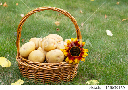 Yellow potatoes in the basket with sunflower on the green lawn in autumn. Yellow potatoes in the basket with sunflower on the green lawn in autumn. 126050189