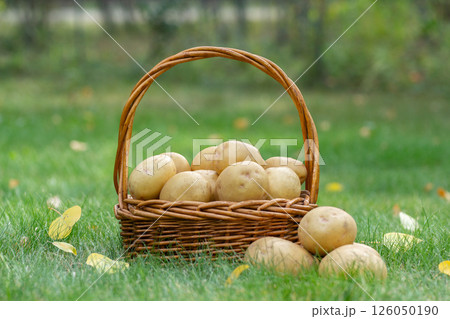 Yellow potatoes in the wicker basket on the green lawn in fall. Yellow potatoes in the wicker basket on the green lawn in fall. 126050190