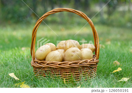 Yellow potatoes in the wicker basket on the green lawn in fall. Yellow potatoes in the wicker basket on the green lawn in fall. 126050191