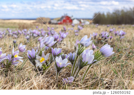 Purple Pulsatilla patens flowers grow in the field in spring. Purple Pulsatilla patens flowers grow in the field in spring. 126050192