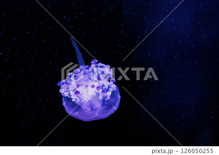 underwater photography jellyfish Cotylorhiza tuberculata, Mediterranean jellyfish underwater photography jellyfish Cotylorhiza tuberculata, Mediterranean jellyfish 126050255
