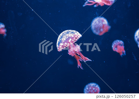 underwater photography jellyfish mastigias papua, spotted jelly, lagoon jelly, golden medusa underwater photography jellyfish mastigias papua, spotted jelly, lagoon jelly, golden medusa 126050257