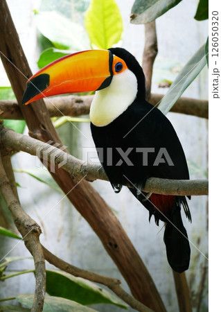 オニオオハシ 126050320