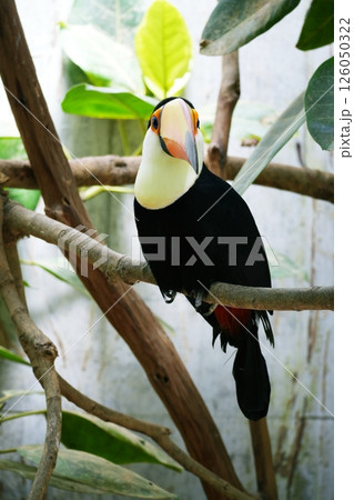 オニオオハシ 126050322